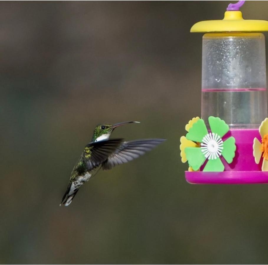 El Colibri Cabanas De La Naturaleza Trelew Exteriör bild